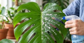 Acabe de uma vez por todas com as cochonilhas na suas plantas com uma receita caseira que promete ser infalivel