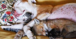 21 fotos de animais de diferentes espécies dormindo juntos