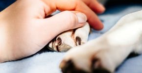 Saiba como agir nas principais emergências com animais domésticos
