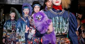 Cão é pintado de roxo para desfile de moda