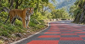 A Índia construiu uma rodovia com um design de tabuleiro de xadrez para que os tigres possam cruzá-la