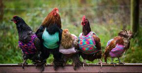 Mãe e filha tricotam casacos de lã para galinhas que passaram anos em cativeiro