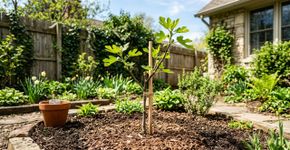A árvore ideal para plantar no dia 21 de setembro: pode ser cultivada em casa e precisa de menos cuidados do que um limoeiro.