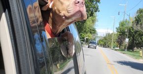 Abrigo de animais registra cães que foram adotados e estão indo para casa pela primeira vez
