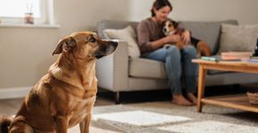 Seu pet faz isso? Entenda como o ciúme em animais pode mudar a convivência da família