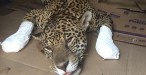 Foto: (Divulgação/AMPARA Silvestre)