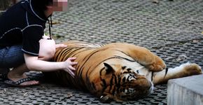 Entenda por que tirar ‘selfies’ com animais silvestres não é legal