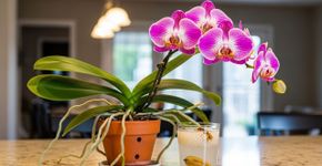 Use este ingrediente de cozinha como fertilizante para orquídeas e elas florescerão mais lindamente do que nunca