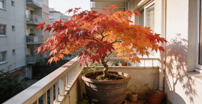 A árvore mágica que trás um jardim colorido com cores vibrantes que mudam durante o ano, e cresce em varandas pequenas