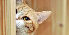 Pesquisa conclui que gatos amam tanto seus tutores quanto os cães