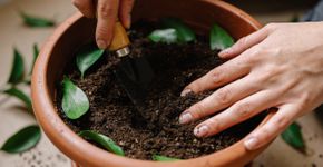 Como transformar o cuidado com as plantas em um ritual diário de meditação