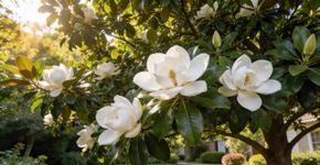 Como cuidar de uma magnólia no verão para que ela continue perfumando o jardim