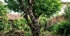 Agrônomos explicam o que pode fazer uma jabuticabeira produzir menos frutos