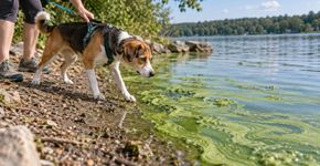 Levar o cachorro para nadar num lago parece um passeio perfeito, mas uma água esverdeada pode esconder toxinas capazes de agir em poucas horas