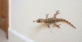 Se você encontrar alguma lagartixa em sua casa ou jardim, nós lhe diremos o que isso significa e por que é algo bom