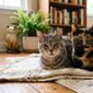 Da redação: Como determinar a idade de um gato e convertê-la em anos humanos