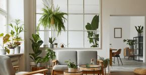 3 dicas para transformar os ambientes com plantas na decoração