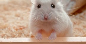 Foto: (Kerrick/iStock)