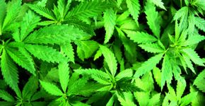Croácia legaliza maconha para fins medicinais