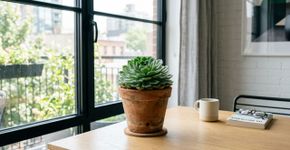 A planta portuguesa que antes era mato na calçada, hoje decora salas modernas em vasos de barro charmosos