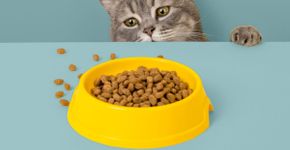 Gato sem fome: 6 dicas para melhorar o apetite do animal 