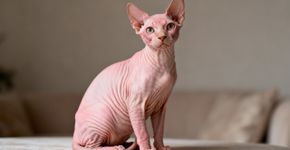 O gato sem pelo conquista mulheres que buscam charme e exclusividade