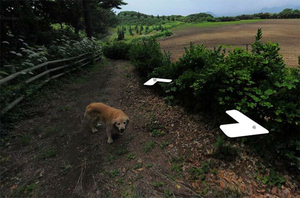 Cachorro segue carro do Google Street View e resulta em álbum pra lá de fofo