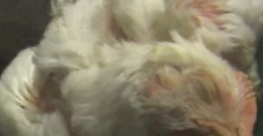 Centenas de galinhas morrem congeladas a caminho de matadouro