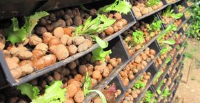 Integrar esgoto, lixo e vegetação vertical pode economizar energia e resolver problemas de saneamento