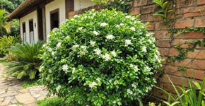 O arbusto ornamental ideal para o seu jardim: produz flores perfumadas e mantém a folhagem densa durante quase todo o ano