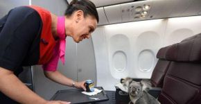 Adoráveis fotos de animais de estimação viajando com seus donos em aviões