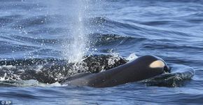Orca deixa corpo de filhote morto após carregá-lo por 17 dias