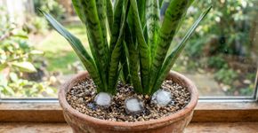 Colocar cubos de gelo no vaso da sansevieria ou espada-de-são-jorge: para que serve?