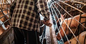 Foto: (Narong KHUEANKAEW/istock)