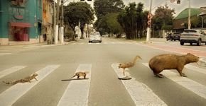 Paulista recebe mostra grátis com animais que habitam São Paulo escondidos da multidão