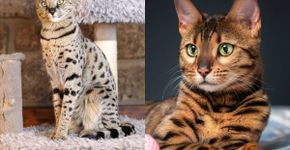 6 diferenças entre os gatos das raças savannah e bengal 