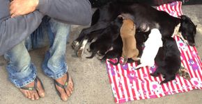 Cachorros comovem internet e catador reencontra família depois de 15 anos