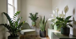 A planta que não precisa de sol e deixa sua sala igual de revista