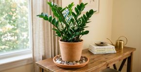 Colocar moedas embaixo de um vaso de planta: como fazer e o que isso representa
