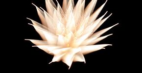 Fogos de artifício em longa exposição parecem flores desabrochando