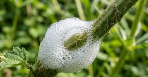 Aquela espuma branca que aparece nas plantas não é saliva: existe um pequeno inseto vivendo escondido lá dentro
