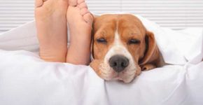Cães solitários podem ter cérebro encolhido devido ao tédio