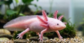 Este animal consegue reconstruir patas, partes do coração, da medula e até regiões do cérebro sem formar as cicatrizes que esperaríamos