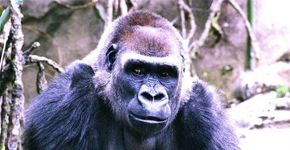 Abaixo-assinado busca responsáveis pela morte de gorila em zoológico nos EUA