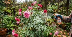 Para que serve o bicarbonato de sódio em plantas: usos, benefícios e como os usam na Argentina