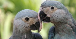 Foto: (Divulgação/ACTP)