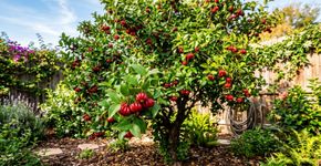 A pitangueira pode florescer bastante e ainda produzir poucos frutos por esta razão