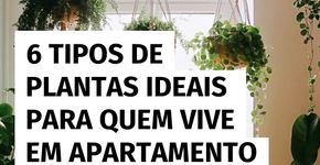 6 tipos de plantas perfeitas para quem mora em apartamento pequeno