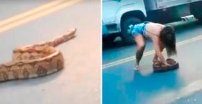 Vídeo chocante: mulher salva jiboia de atropelamento em rodovia
