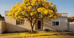 A árvore que é um tapete de flores e virou tendência porque acaba com o mofo do muro e deixa a frente da casa perfumada